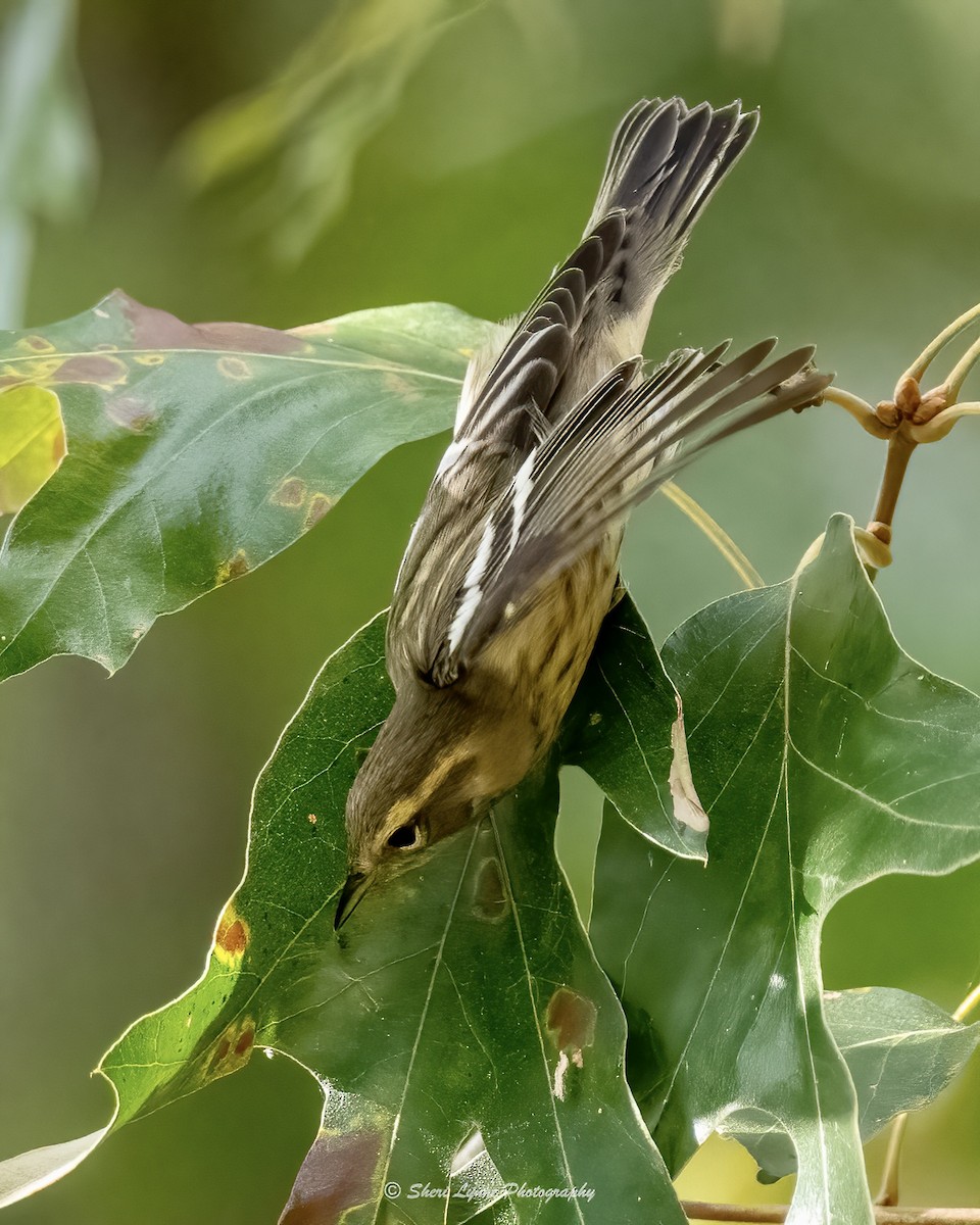 Blackburnian Warbler - ML375169151