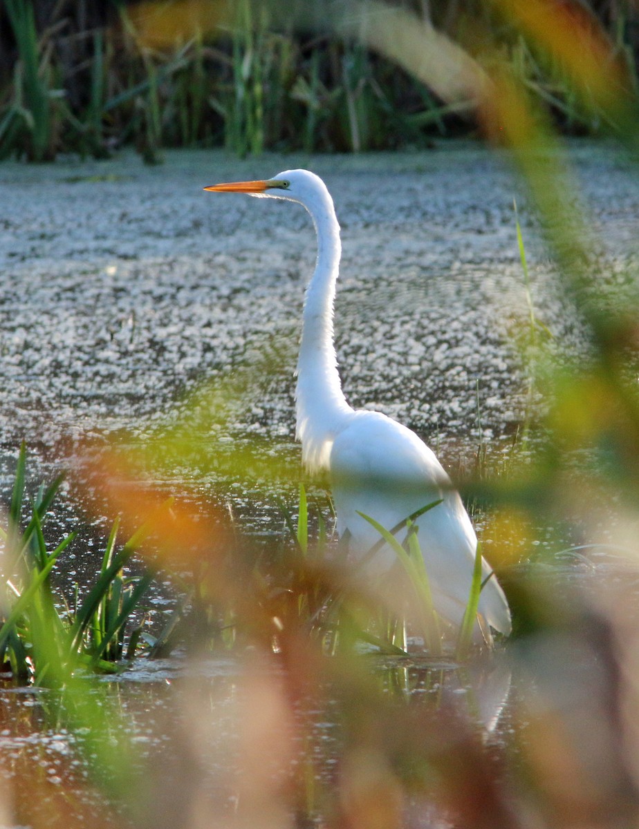 Great Egret - ML375169581