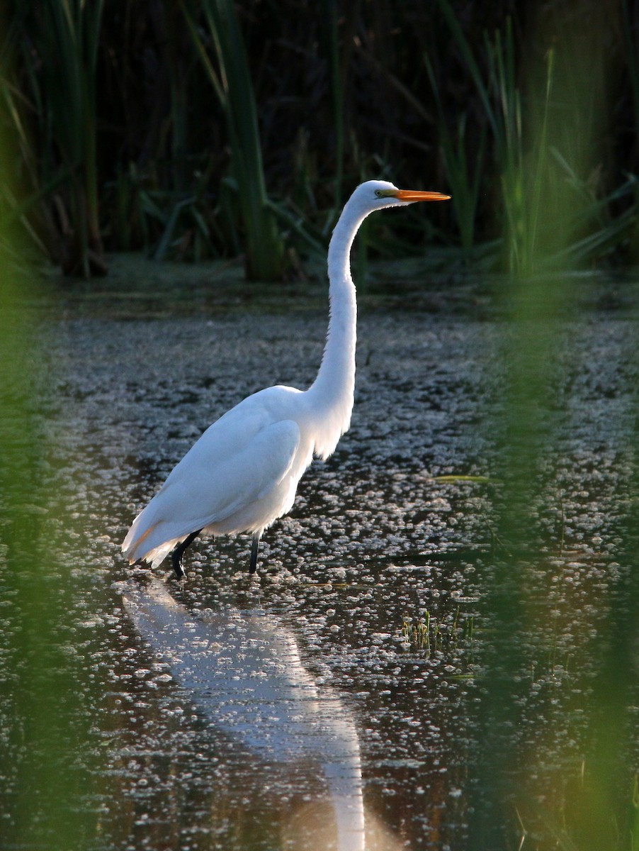 Great Egret - ML375169591