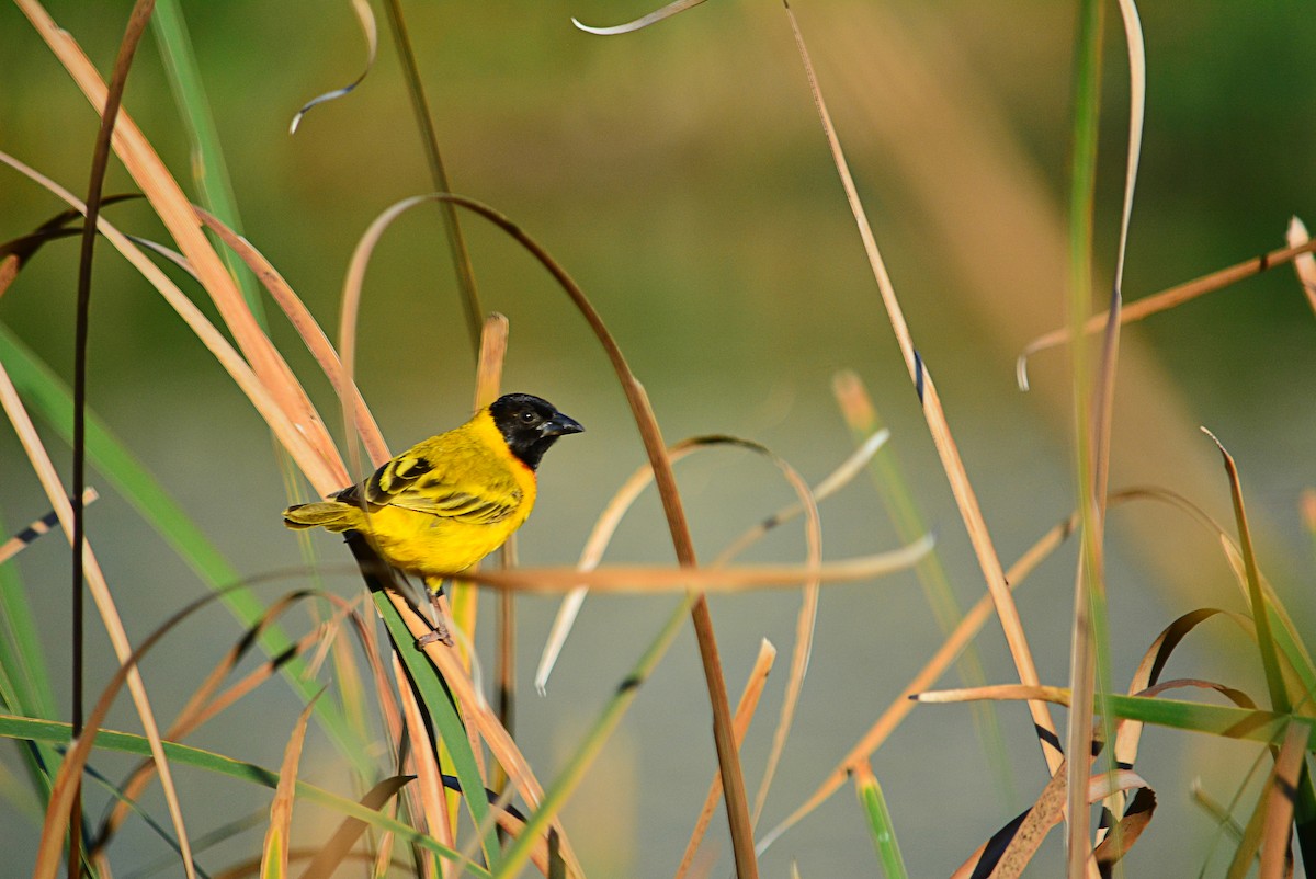 Black-headed Weaver - ML375170221