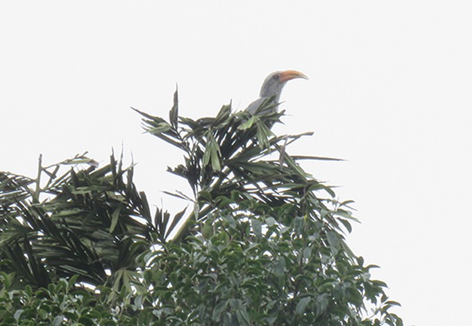 Malabar Gray Hornbill - ML375170561