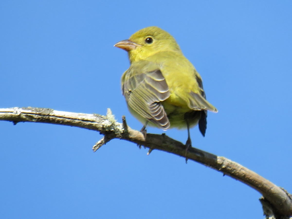 Scarlet Tanager - ML375170661