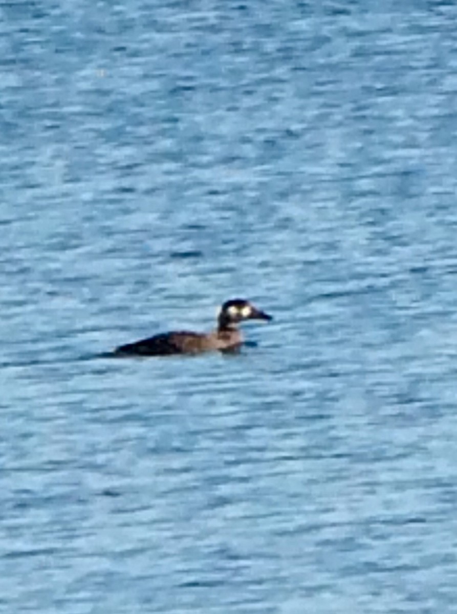 Surf Scoter - ML37517171