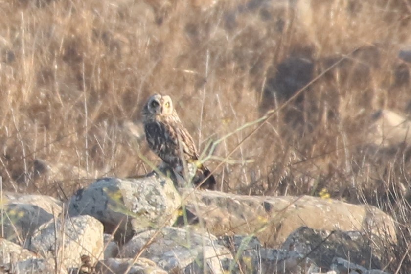 Short-eared Owl - ML375172941