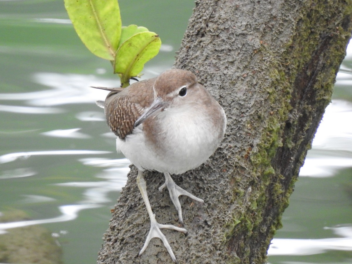 Spotted Sandpiper - ML375173911