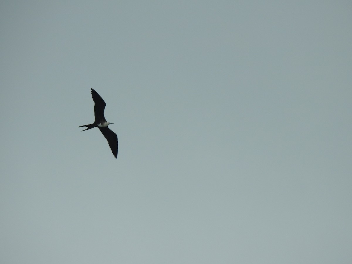 Magnificent Frigatebird - ML375173931