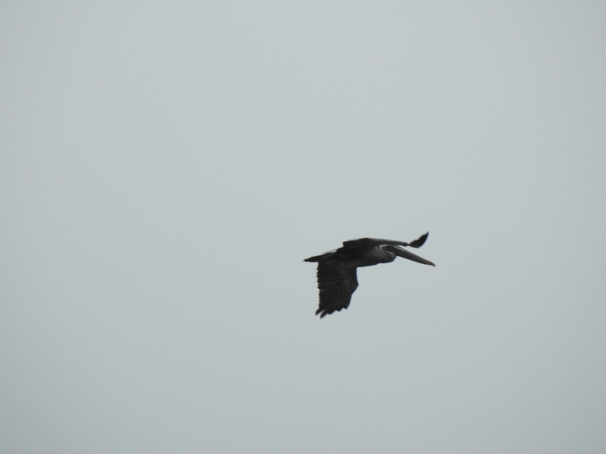 Brown Pelican - ML375173991