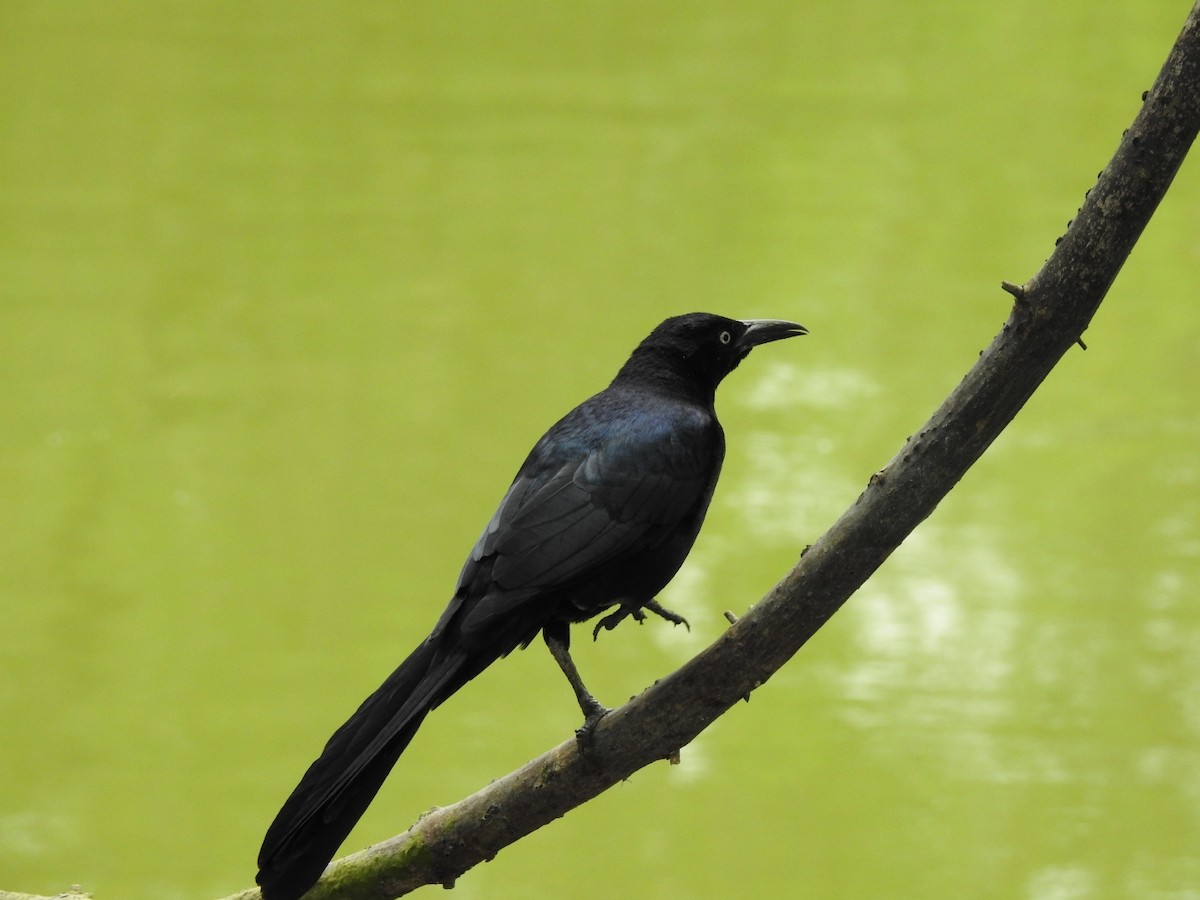 Great-tailed Grackle - ML375174061