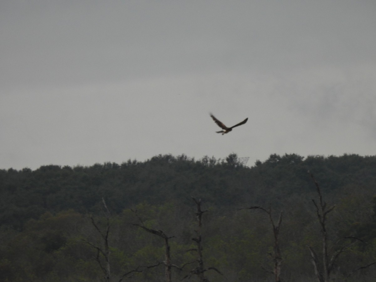 Northern Harrier - Charley Amos