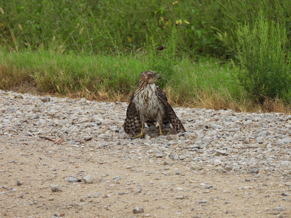 Cooper's Hawk - Charley Amos