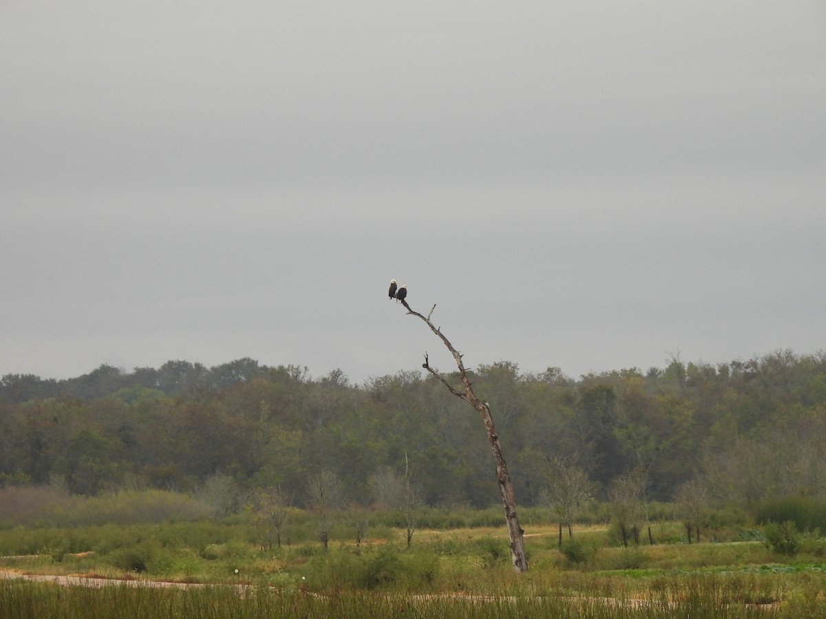 Bald Eagle - Charley Amos