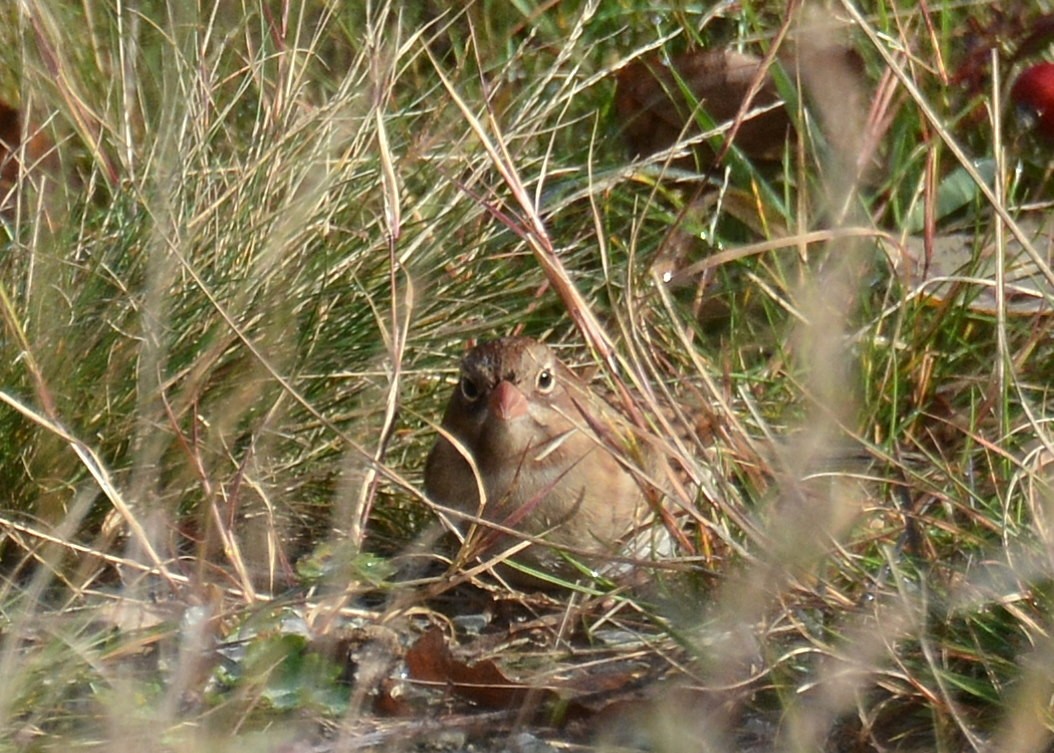 Field Sparrow - ML37517471