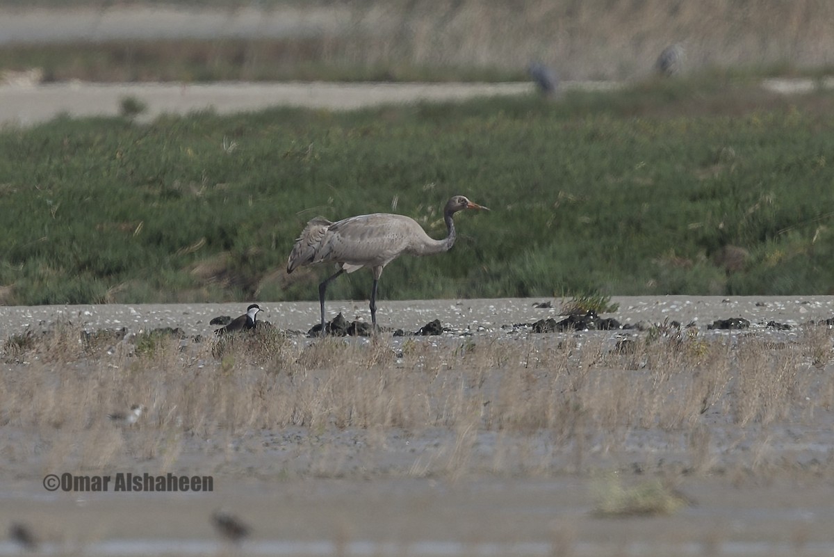 Spur-winged Lapwing - ML37517721