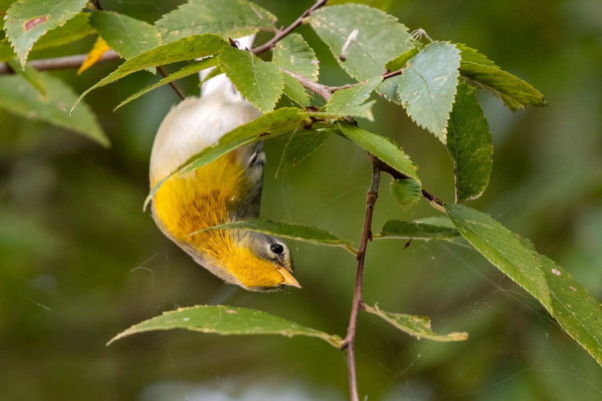 Northern Parula - ML375178781