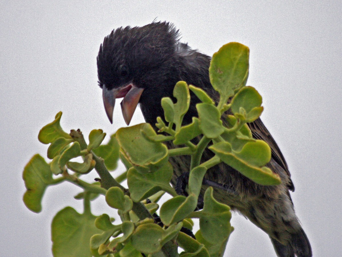 Española Ground-Finch - ML37517911