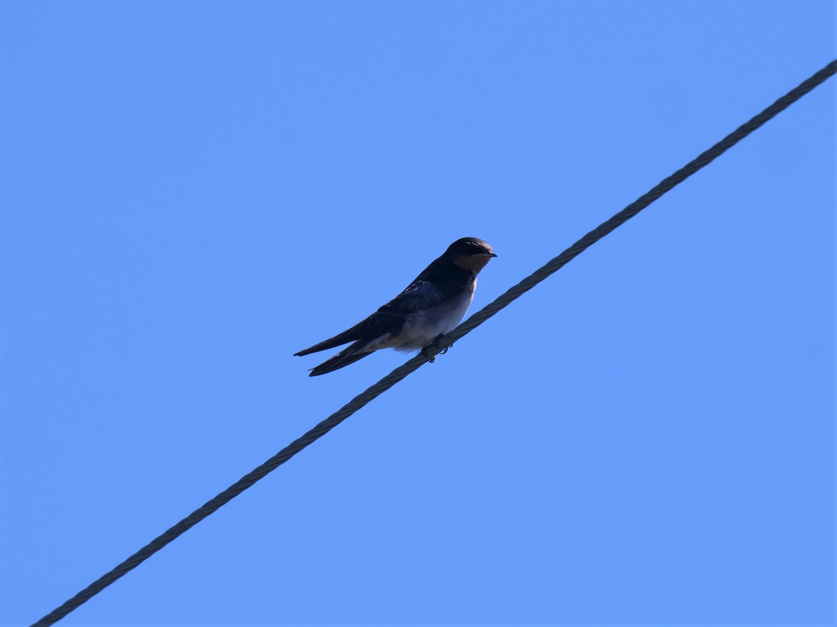 Golondrina Australiana - ML375180611