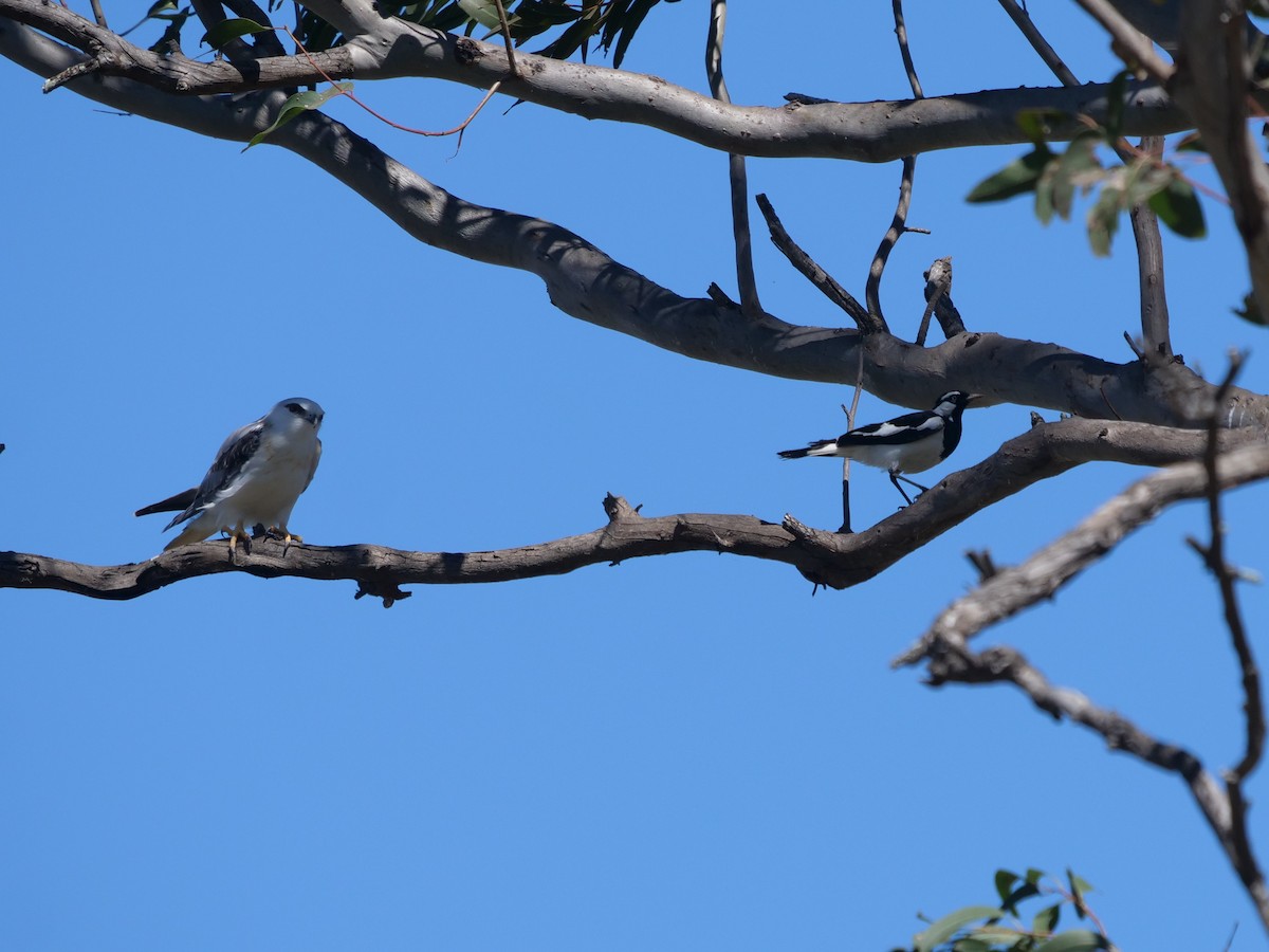 Magpie-lark - ML375180621