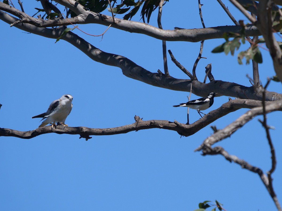 Grallina Australiana - ML375180631