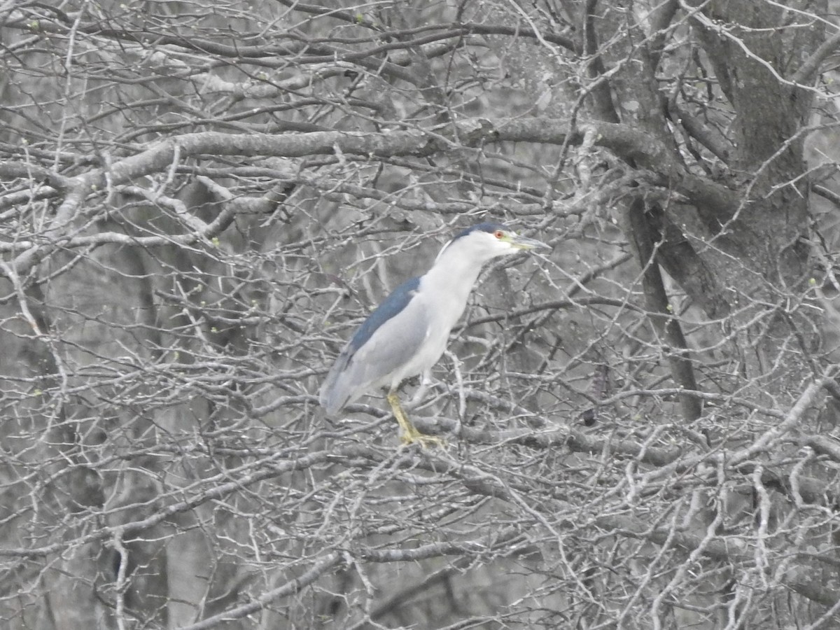 Black-crowned Night Heron - Guillermo Costa