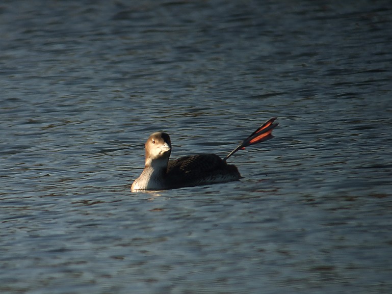 Common Loon - ML375181511