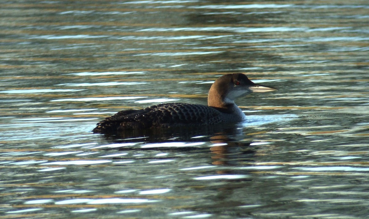 Common Loon - ML375181591