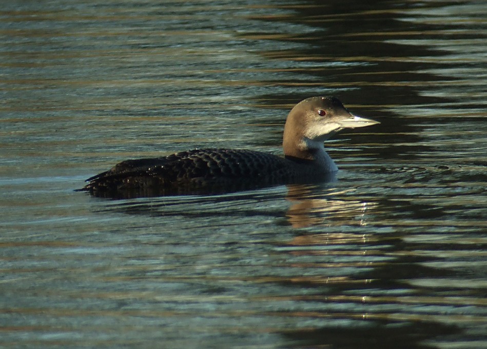 Common Loon - ML375181631