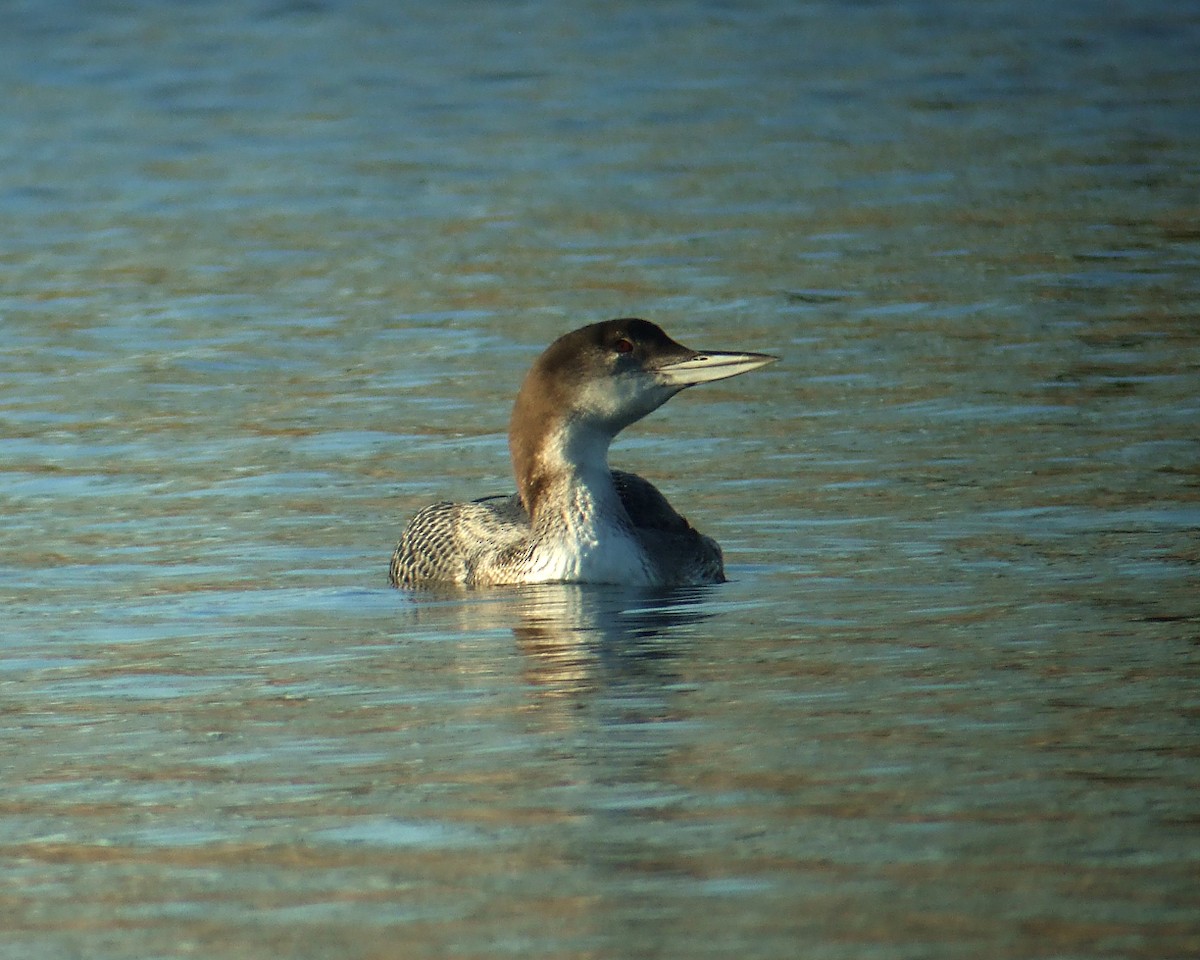 Common Loon - ML375181661