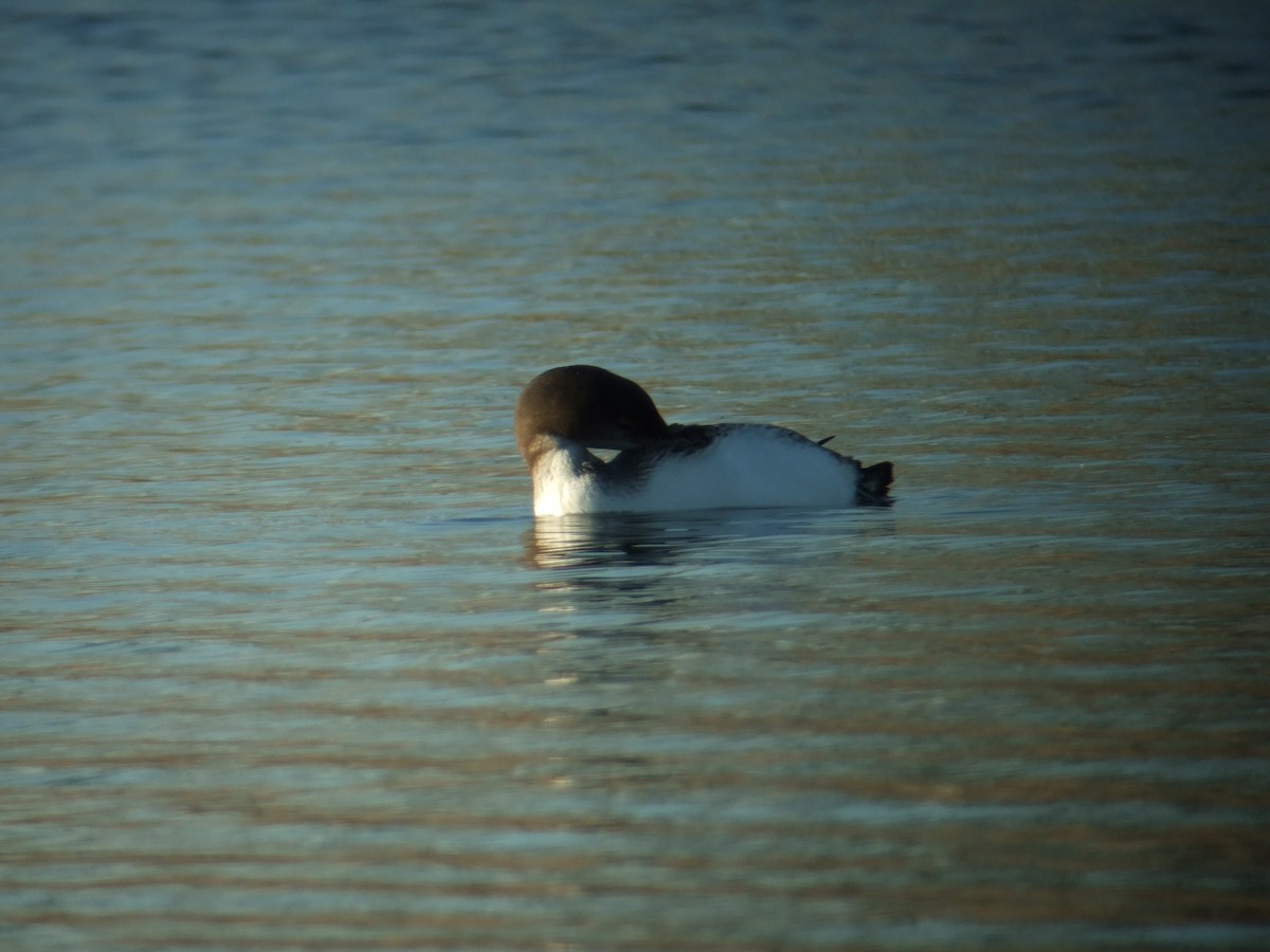 Common Loon - ML375181671