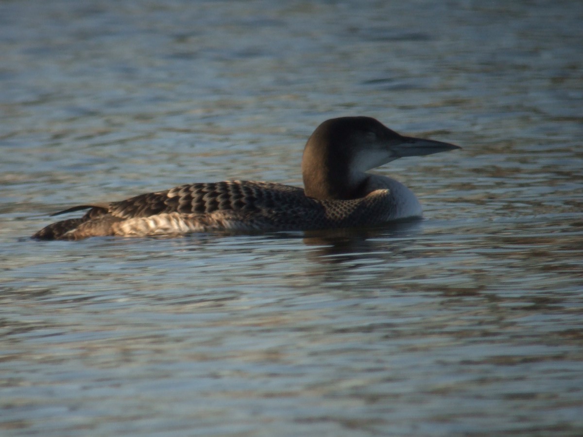 Common Loon - ML375181741