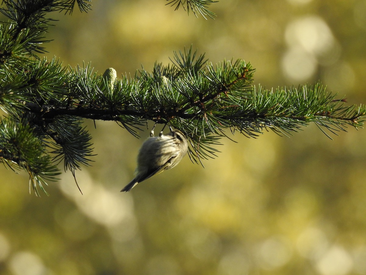 Golden-crowned Kinglet - ML375184391