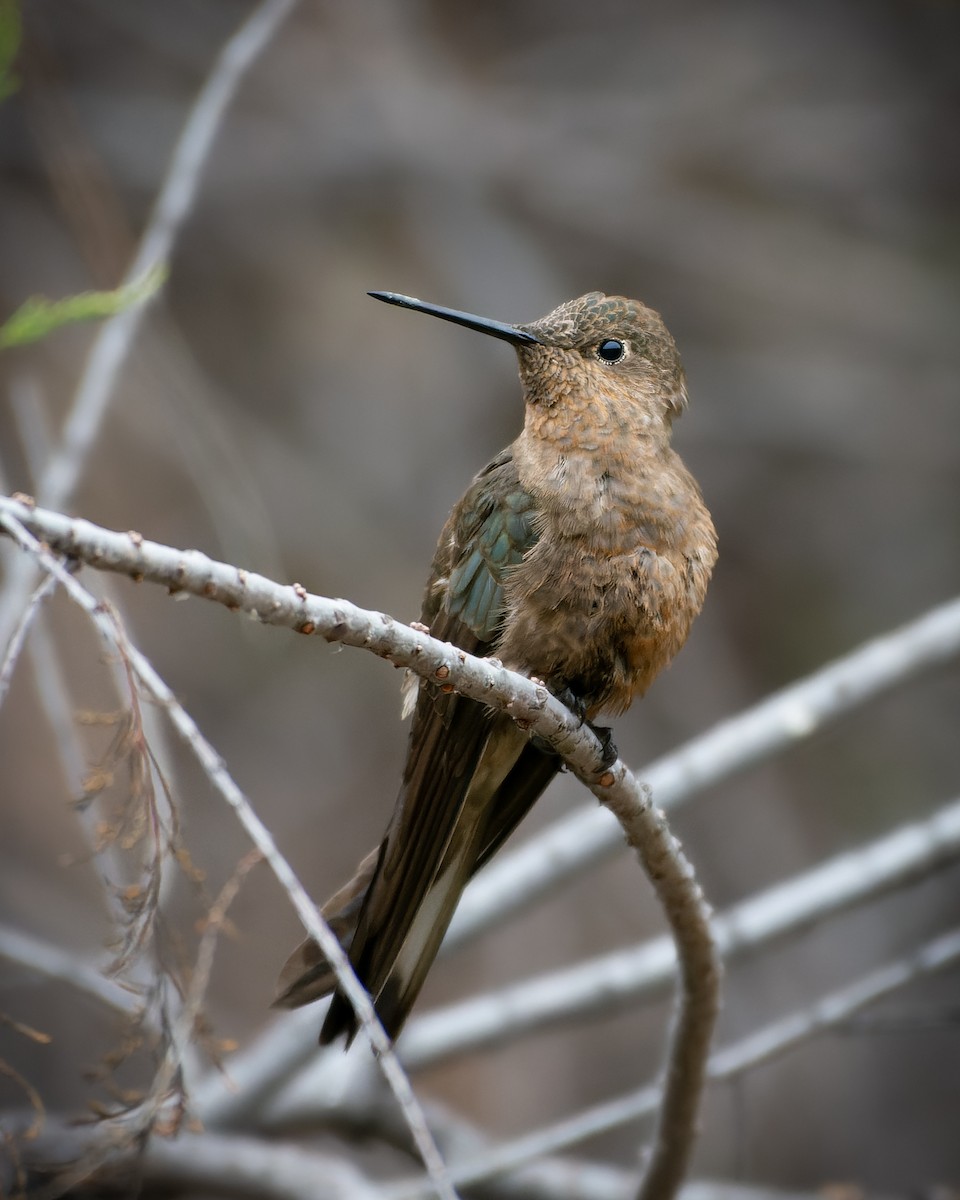 Giant Hummingbird - Francisco Castro Escobar