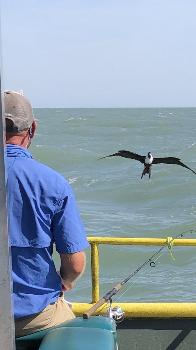 Magnificent Frigatebird - ML375184771