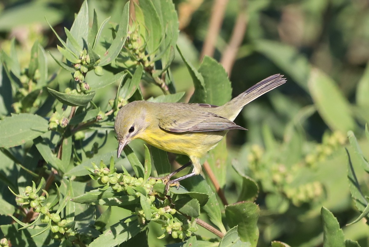 Prairie Warbler - Jordan Parham