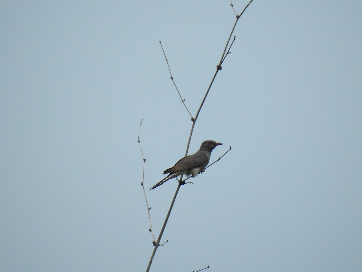 Gray-bellied Cuckoo - ML375187091