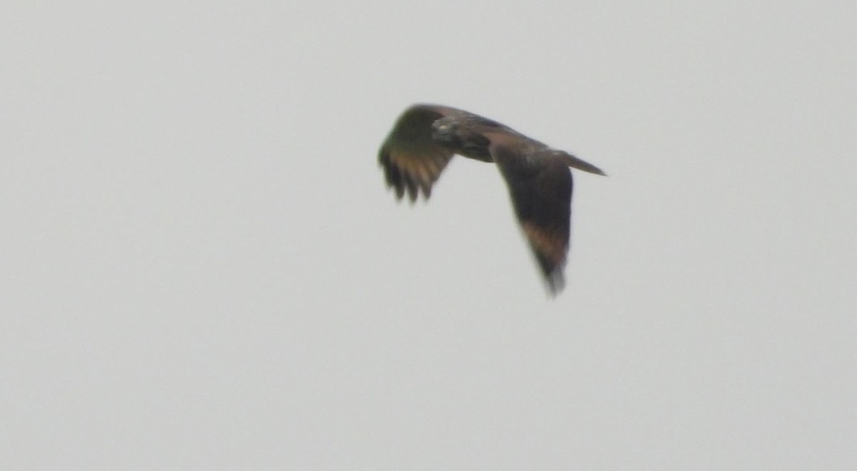 Red-shouldered Hawk - ML375187651