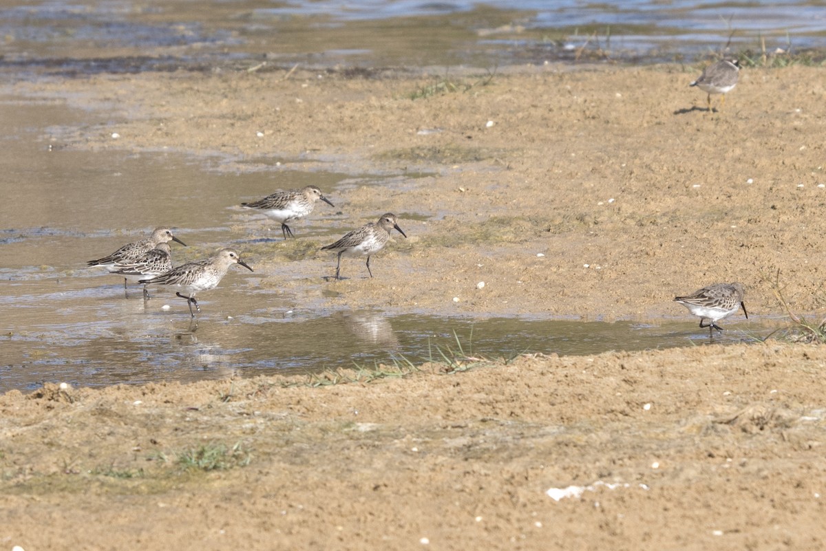 Dunlin - ML375187891