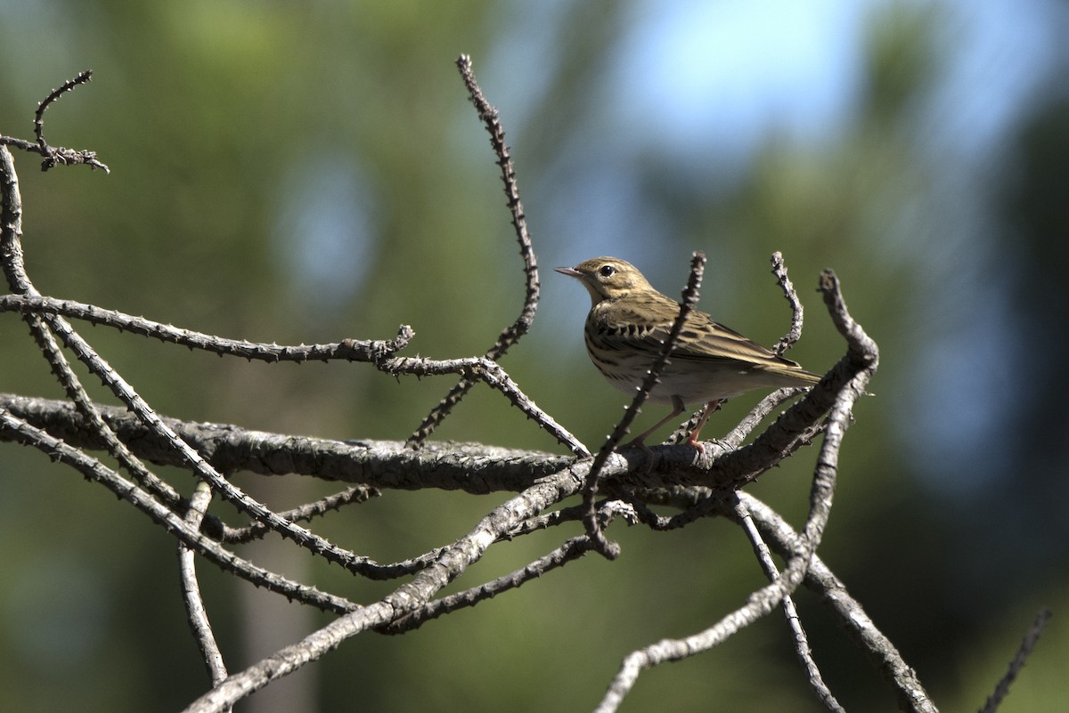 Tree Pipit - ML375188391