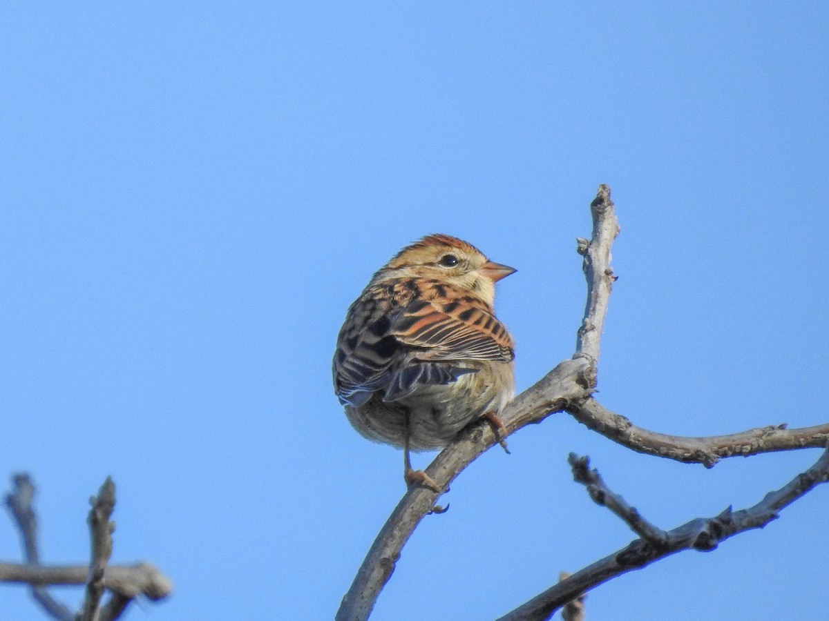 Chipping Sparrow - Beverley Scott