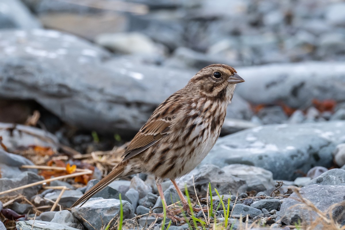 Song Sparrow - ML375188811