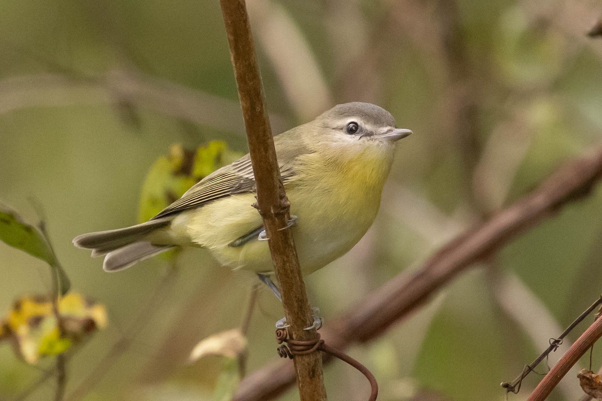 Philadelphia Vireo - ML375191271