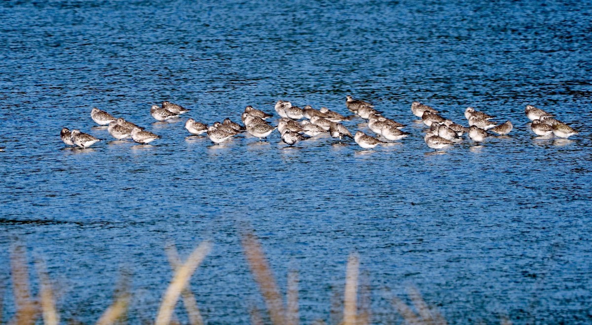 Black-bellied Plover - ML375195131