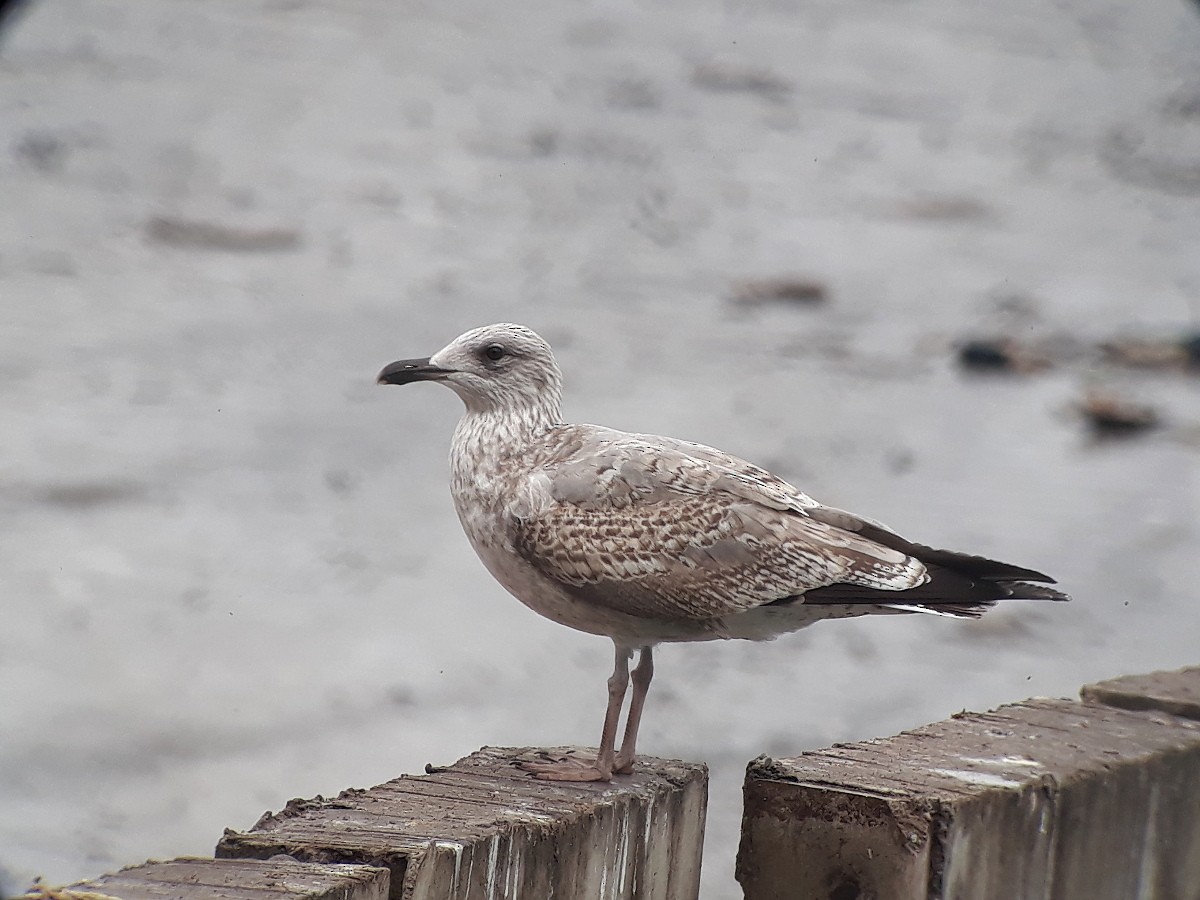 Herring Gull - ML375195931