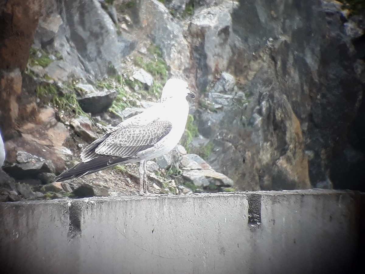 Caspian Gull - ML375195961