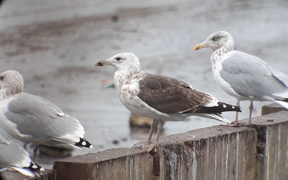 Great Black-backed Gull - Kalle Rainio