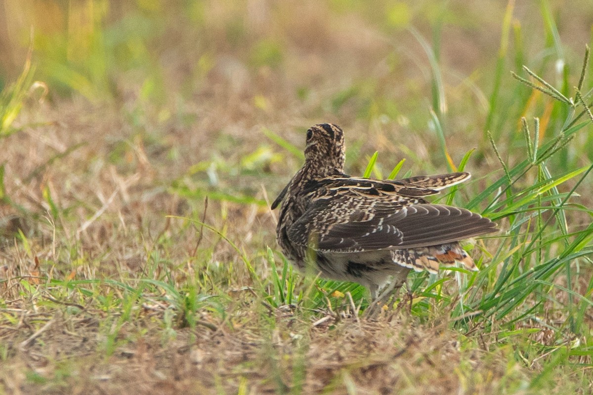 Swinhoe's Snipe - ML375196061