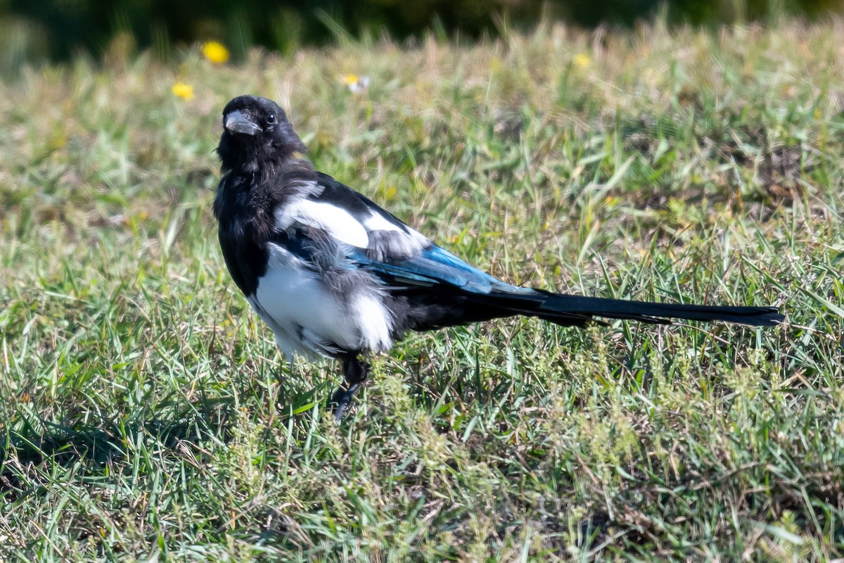 Black-billed Magpie - ML375197211