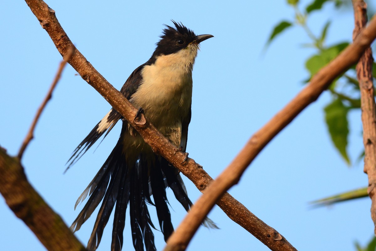 Pied Cuckoo - ML375197641