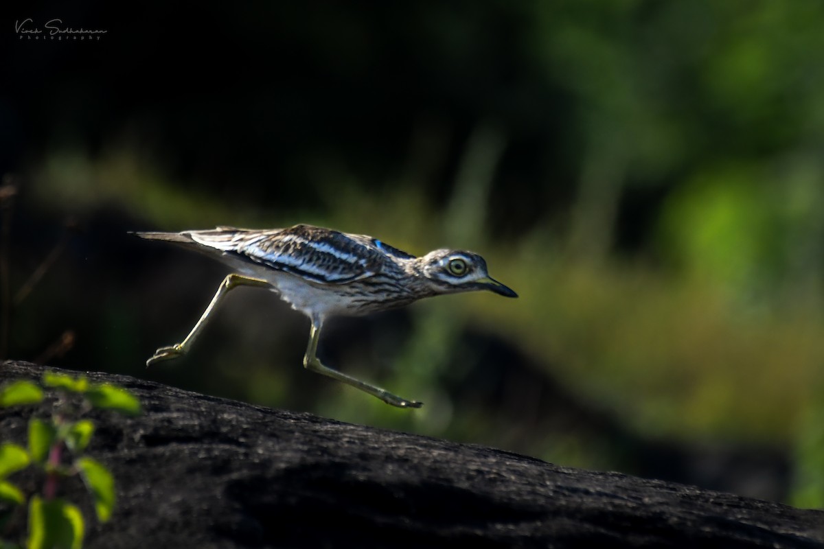 Indian Thick-knee - Vivek Sudhakaran