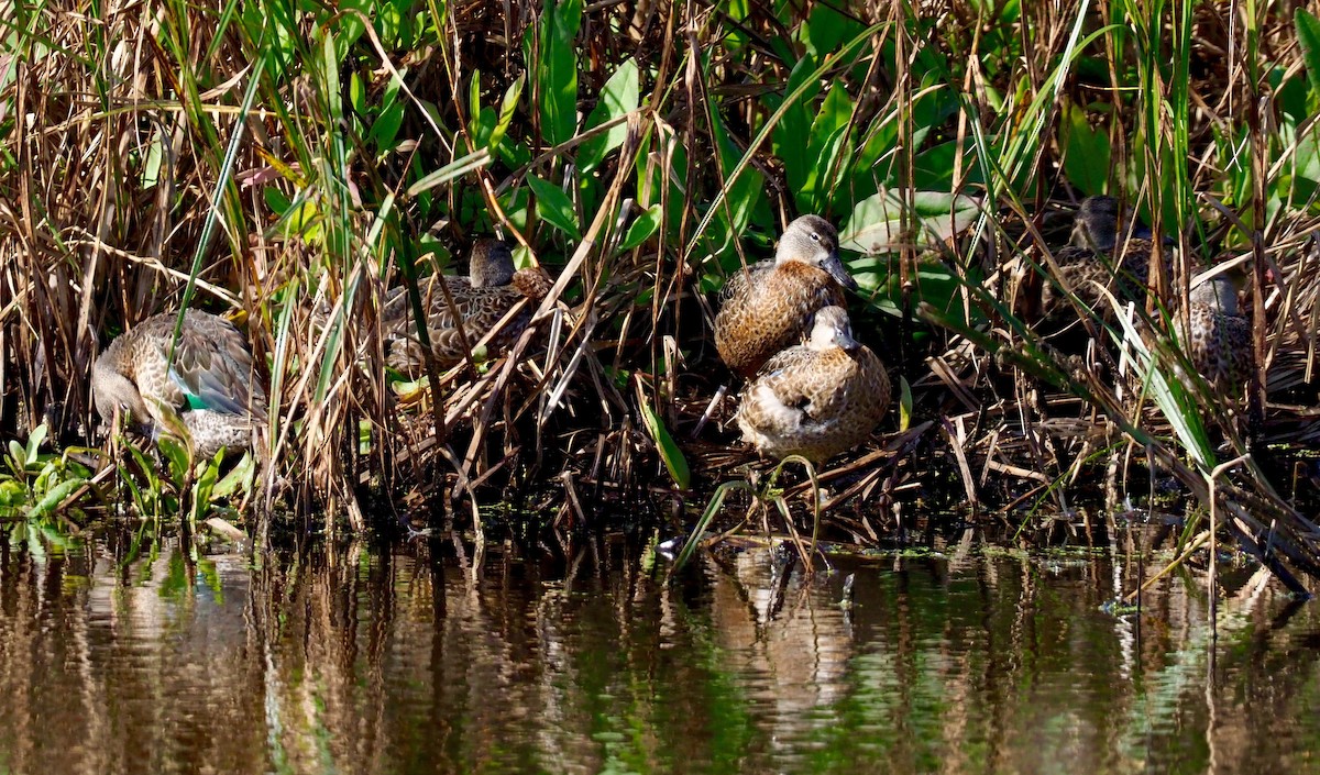 Green-winged Teal - ML375198571