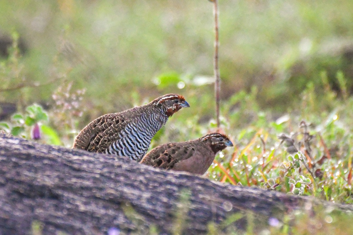 Jungle Bush-Quail - ML375198851